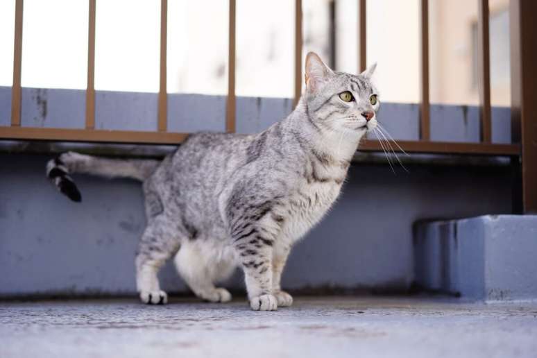 O gato mau egípcio é uma das raças mais antigas do mundo