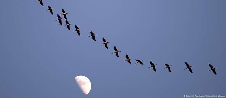 How climate change change the migration of birds How climate change change the migration of birds