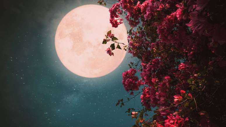 Flower Moon: How to enjoy this energy also in autumn?