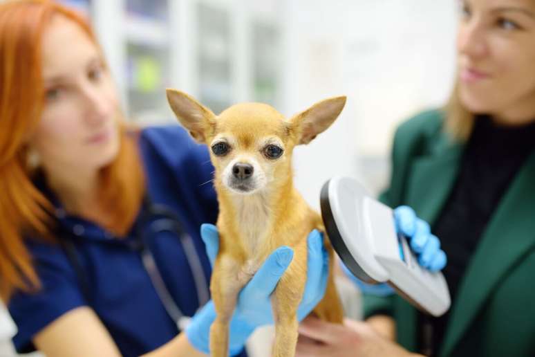 O microchip contém um número único de identificação, sendo implantado sob a pele do animal 