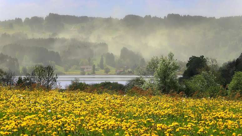 Vegetable pollen is one of the main causes of allergy Vegetable pollen is one of the main causes of allergy
