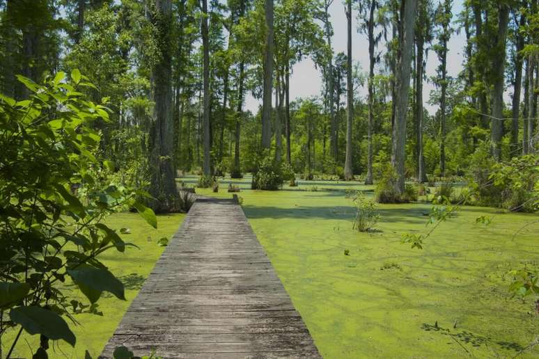 O Cypress Gardens foi cen&aacute;rio do filme &ldquo;Di&aacute;rio de uma paix&atilde;o&rdquo; 