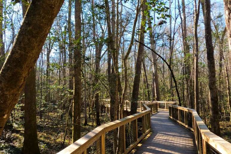O Congaree National Park oferece trilhas e op&ccedil;&otilde;es de canoagem 