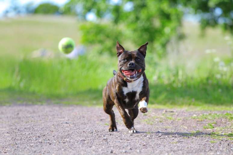 A prática de atividade física é fundamental para o staffordshire bull terrier manter a sua musculatura e peso saudáveis 