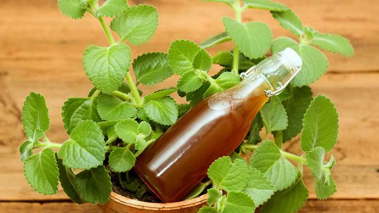 Veja dicas de como ter essas plantas no seu dia
