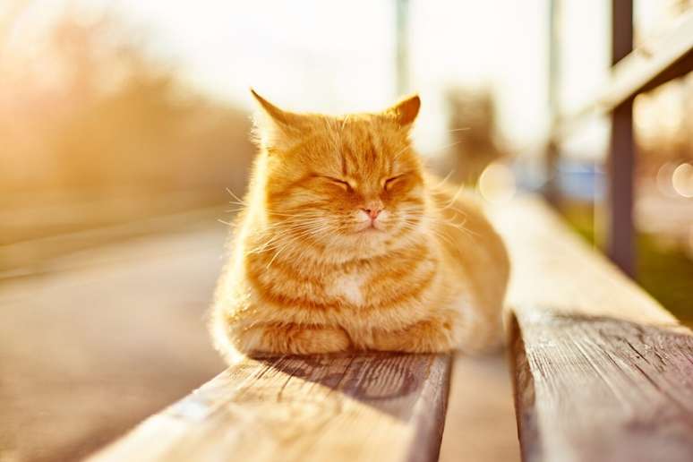 Cats like to sunbathe and need a safe place for this Cats like to sunbathe and need a safe place for this