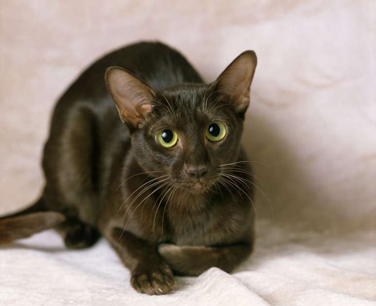 Gato marrom da raça Havana deitado