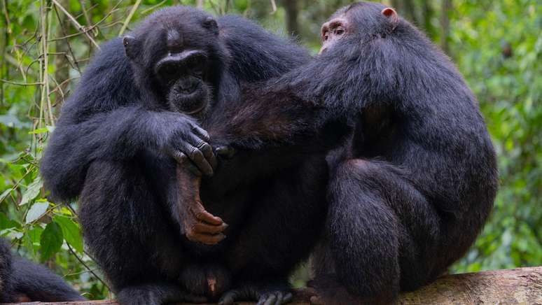 Wild chimpanzees are filmed using “First aid from the forest”