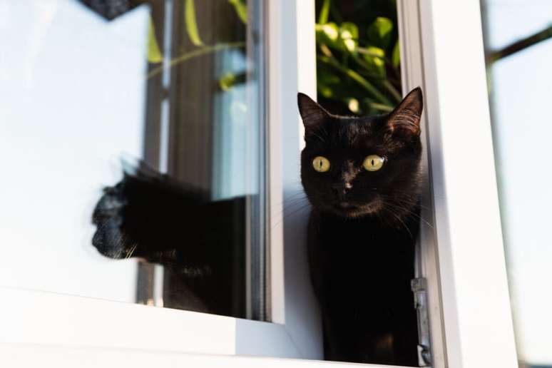 8 Care of the cat do not leave the house 8 Care of the cat do not leave the house