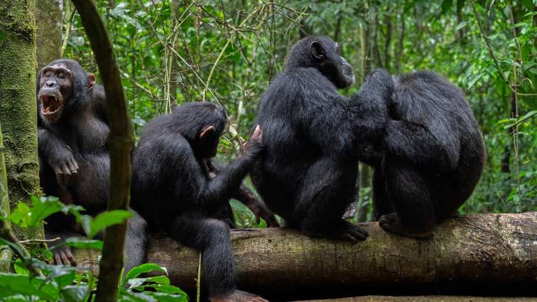 The chimpanzees are the closest primacy relatives of the human being The chimpanzees are the closest primacy relatives of the human being