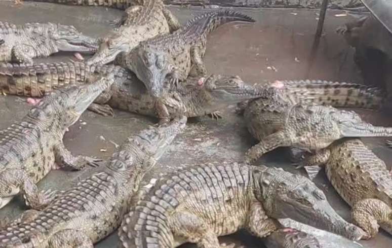 Crocodilos-do-orinoco reunidos antes de serem liberados em rio na Venezuela