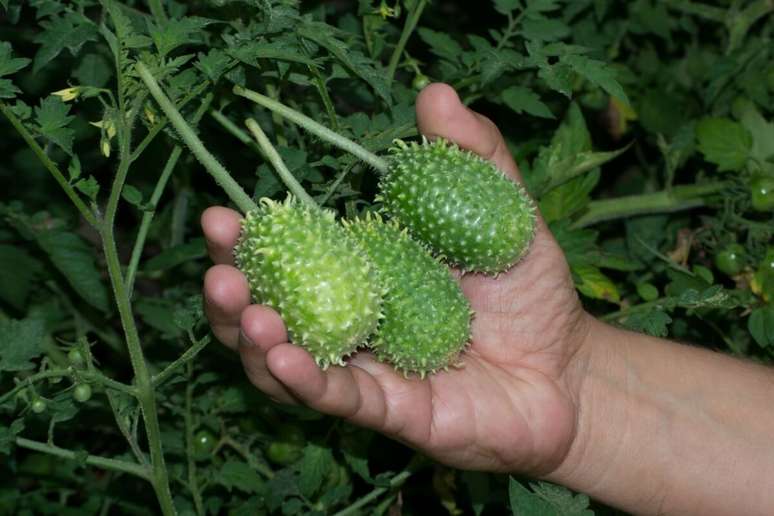 O maxixe &eacute; uma excelente fonte de c&aacute;lcio e magn&eacute;sio 
