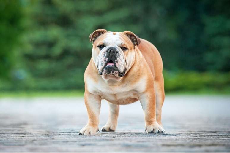 English bulldog is faithful to the tutor and calm English bulldog is faithful to the tutor and calm
