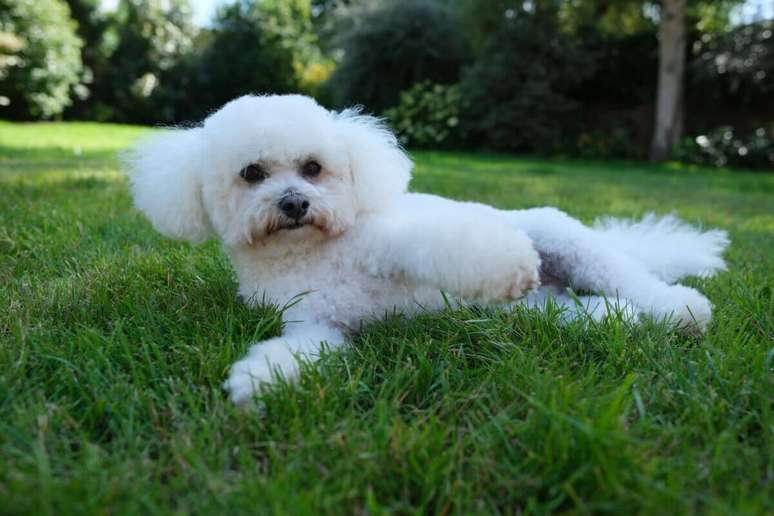 Bichon Frisé is intelligent and a great companion for the elderly or for children Bichon Frisé is intelligent and a great companion for the elderly or for children