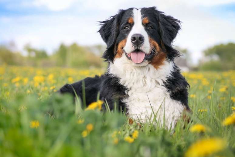 Bernesi is extremely kind and affectionate Bernesi is extremely kind and affectionate