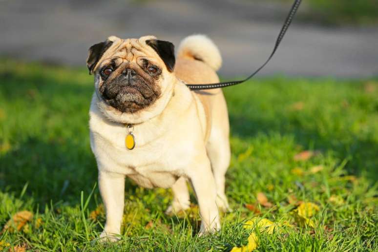 The pug has a calm and loving temperament The pug has a calm and loving temperament