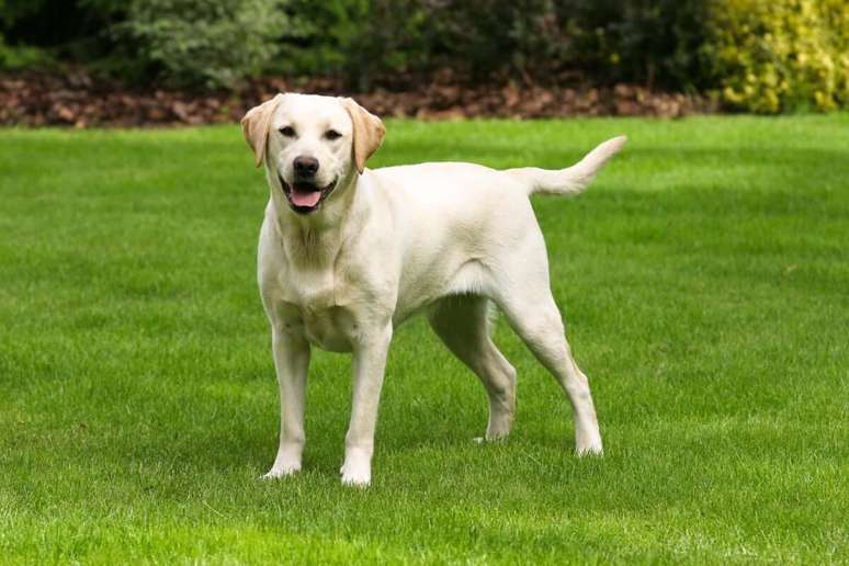Labrador Retriever is playful and very sociable Labrador Retriever is playful and very sociable
