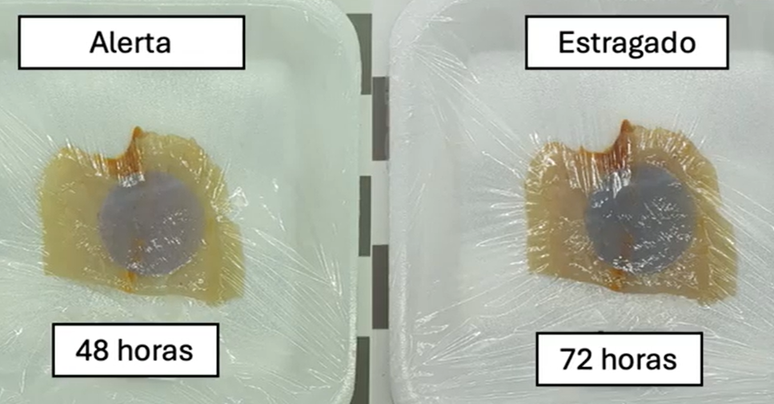 Embalagem muda de cor para mostrar se peixe está bom ou não para consumo