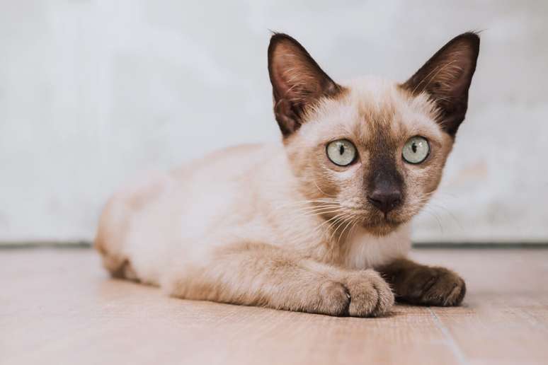 O gato burmês aprende truques com facilidade e é conhecido por seu comportamento brincalhão 