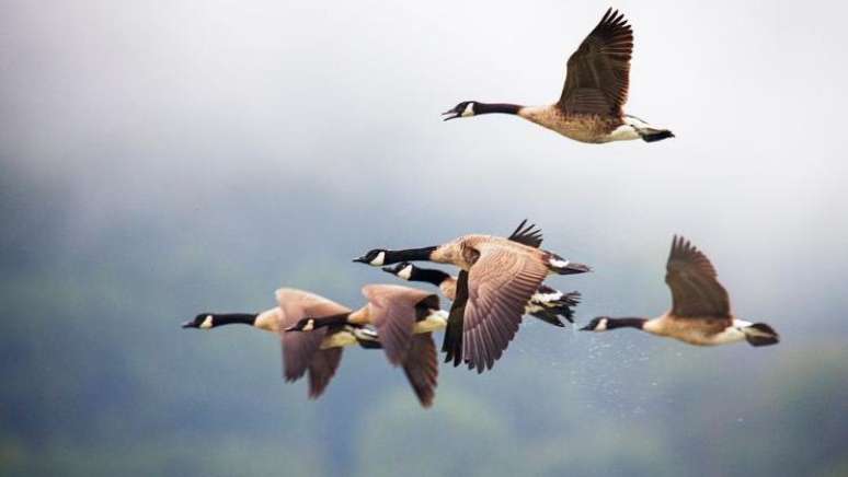 Aves migratórias espalham o vírus entre países e continentes — e fazem o H5N1 chegar às granjas