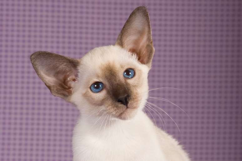 O gato siamês é altamente inteligente e costuma abrir portas 
