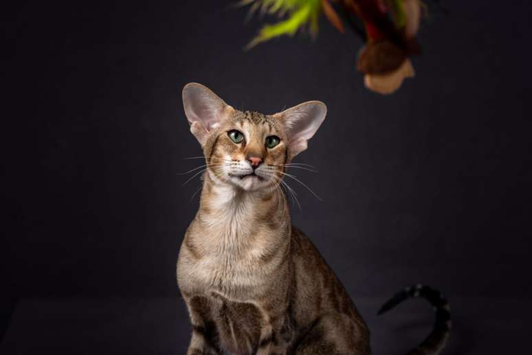O oriental shorthair costuma aprender truques rapidamente, explora o ambiente com entusiasmo e forma vínculos fortes 