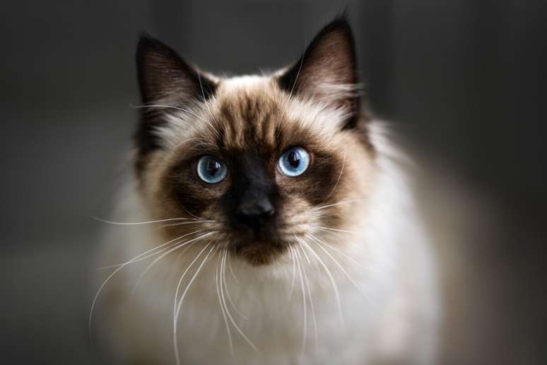 O gato ragdoll é muito inteligente e ligado ao tutor 