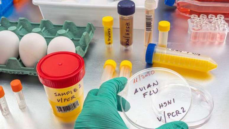 Sistemas de vigilância para detecção precoce do H5N1, o vírus da gripe aviária, podem impedir surtos maiores