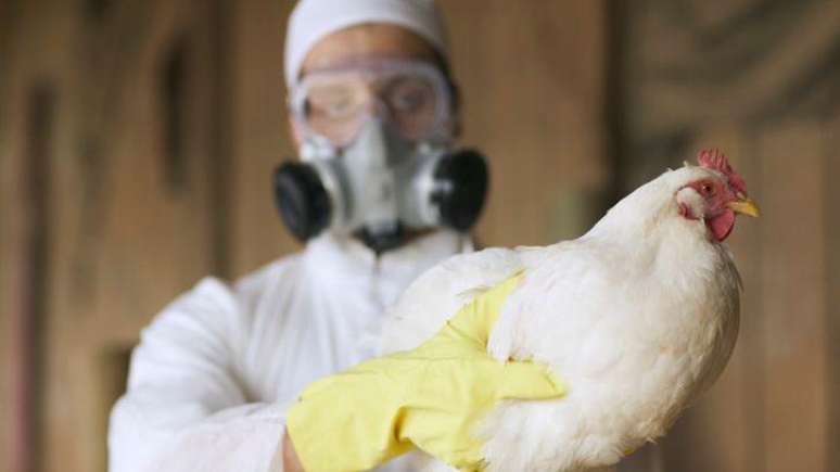 O H5N1 representa um risco maior para quem tem contato direto com as aves, como criadores e técnicos. Ainda não foi documentada uma transmissão desse vírus entre seres humanos