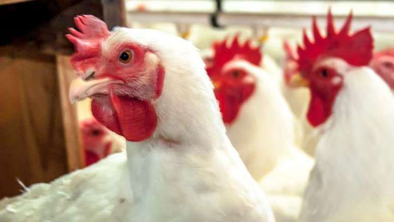 Brasil não havia detectado casos de gripe aviária em granjas comerciais até agora
