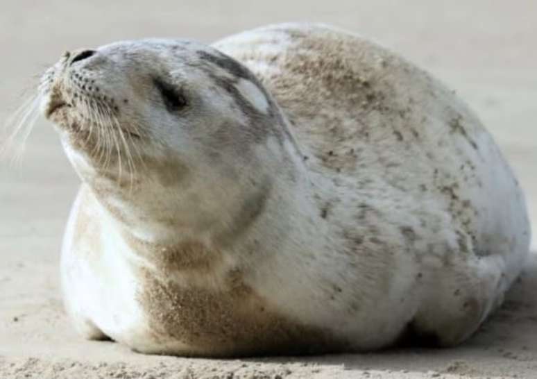 Registro feito da foca-caranguejeira (Lobodon carcinophaga), deitada na areia do litoral do sul de Santa Catarina.