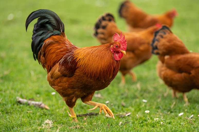 Brasil teve 1º caso de gripe aviária 