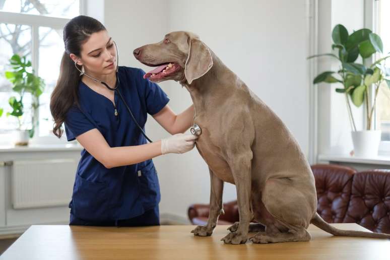 It is essential to bring the animal to the vet in case of fall It is essential to bring the animal to the vet in case of fall