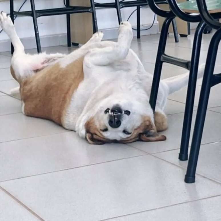 Meets Silveira, Ufsm ‘Recotor’ Dog who has become viral on the nets