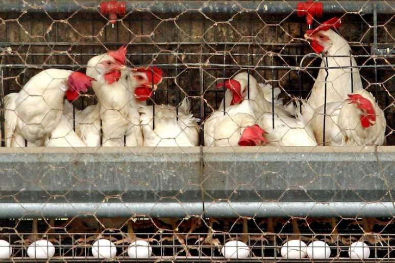 Aviaria influence: Japan suspends the imports of living birds by RS and poultry products in Montenegro Aviaria influence: Japan suspends the imports of living birds by RS and poultry products in Montenegro