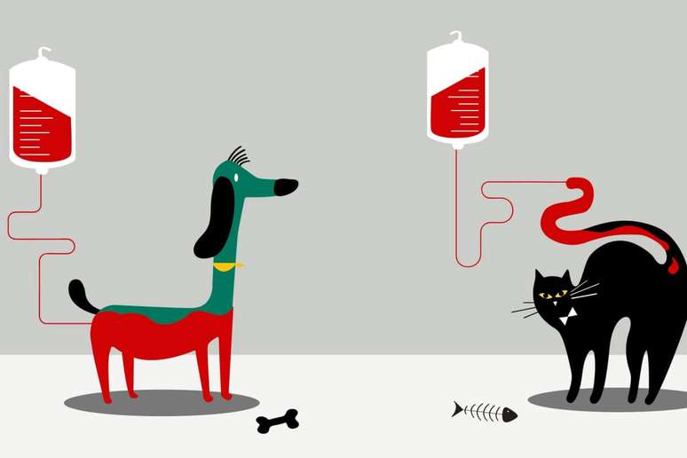To be a blood donor, the animal must satisfy some criteria To be a blood donor, the animal must satisfy some criteria