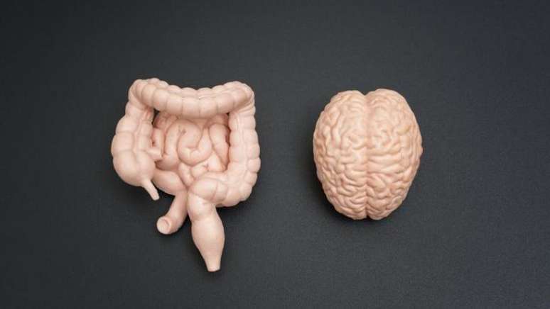The intestine and the brain are connected by three different ways The intestine and the brain are connected by three different ways