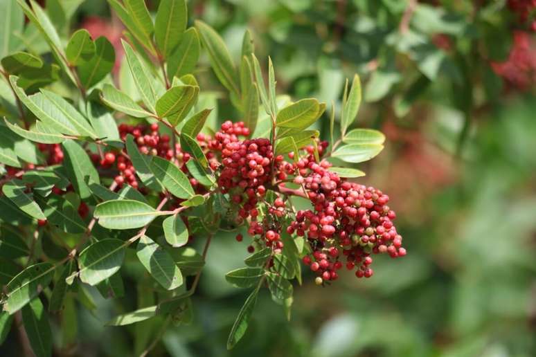 5 advantages of the Aroeira plant for health and how to use it 5 advantages of the Aroeira plant for health and how to use it