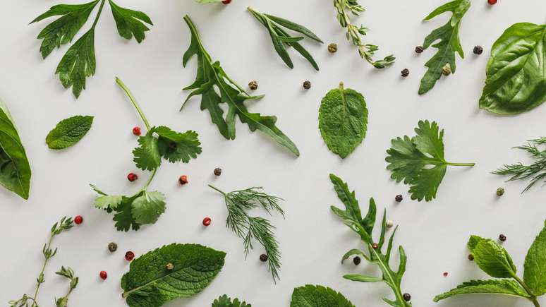 É sabido que plantas costumam afastar mosquitos, mas você sabia que elas também são eficientes quando o assunto é sobre os ratos?