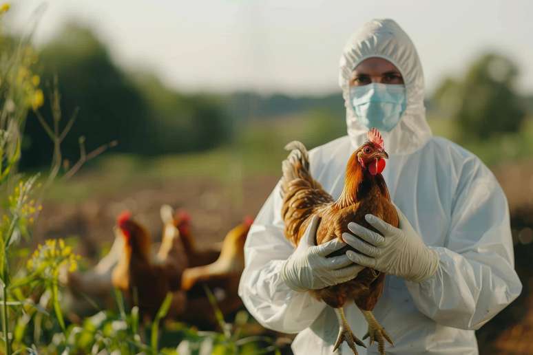 Aviaria influence: is there a risk of contamination that eats chicken and eggs?