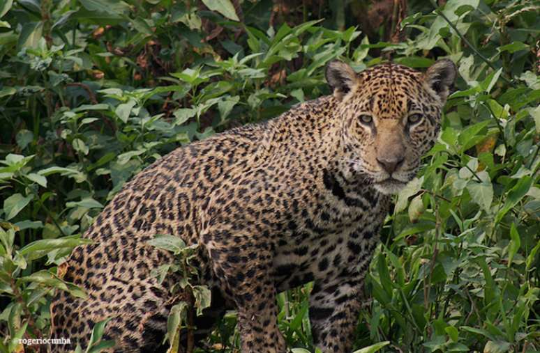 Onça-pintada: Muito conhecida do Pantanal brasileiro, a onça-pintada está classificada como "quase ameaçada" por conta do desmatamento e da perda das florestas tropicais.