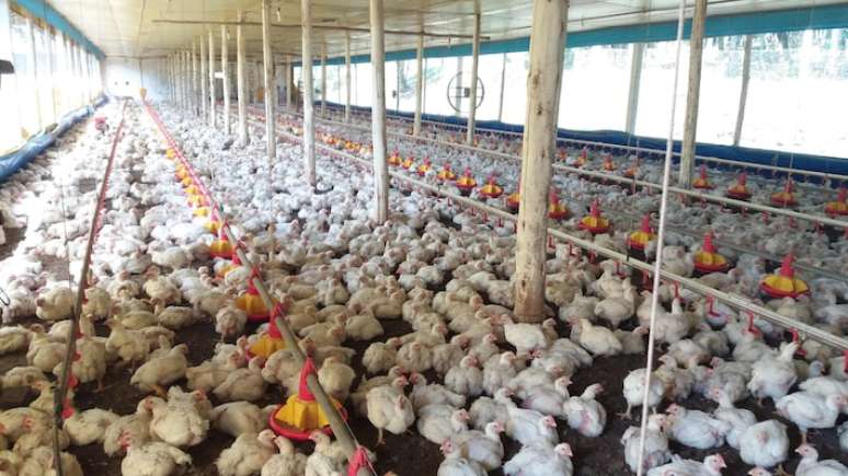 LAPA / PR 24/03/2017 ECONOMIA DOMINICAL - CARNE FRACA / FRANGOS granjas visitadas no municipio Lapa no Parana. Crédito Alexandre Hisayasu / ESTADAO