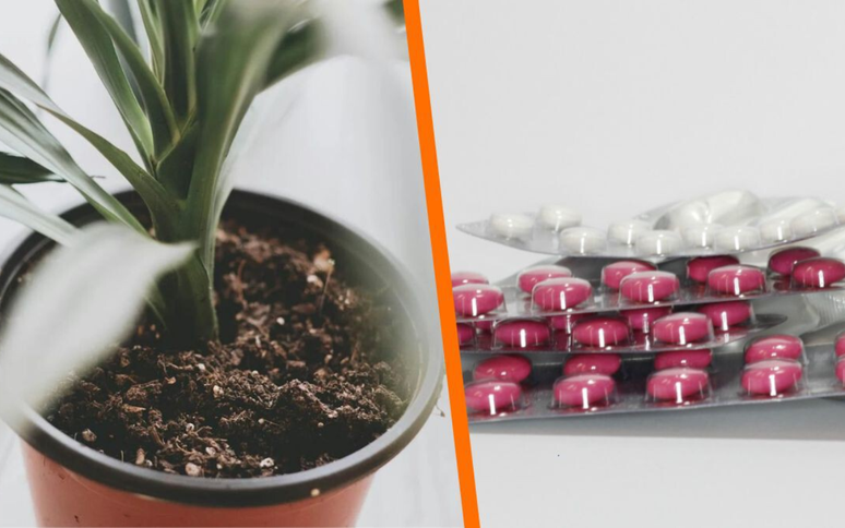 Directo al paladar México