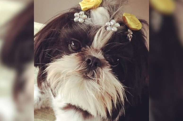 Cachorra morreu enformada ao ser deixada amarrada em cima de uma bancada