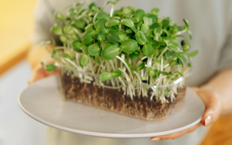 This winter grass is the healthiest vegetables in the world and grows now in December