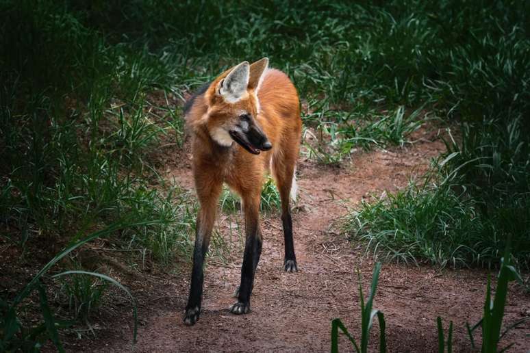 O lobo-guará é um animal onívoro e tem uma dieta diversificada 