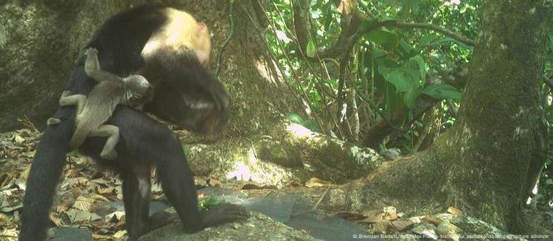 "Tradição" teve início com um macaco-prego macho que sequestrou quatro filhotes de bugio