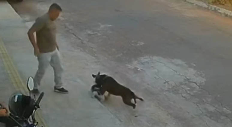 Pitbull ataca cachorro em rua de Goiânia