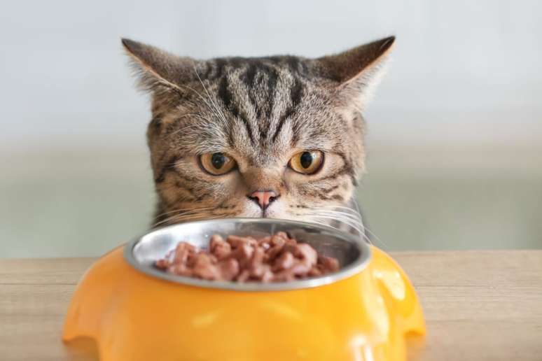 It is important to observe the nutrients of the food offered to the animal It is important to observe the nutrients of the food offered to the animal