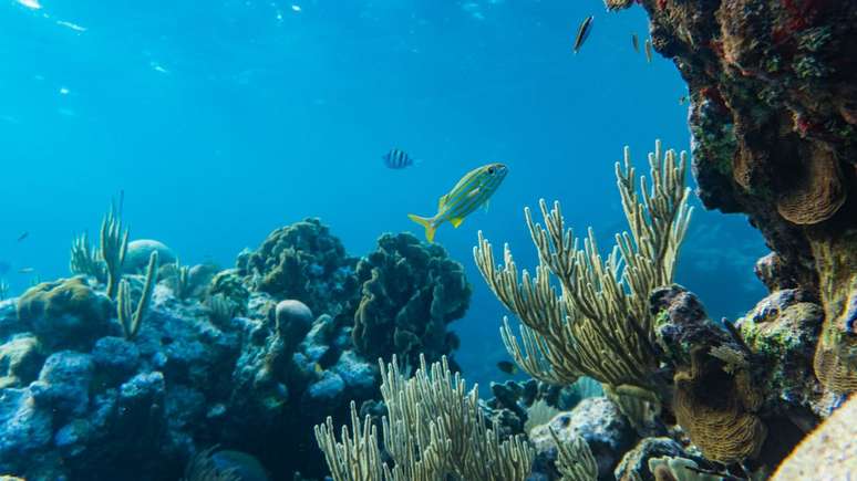 Novo estudo mostra que humanidade conhece apenas 0,001% do oceano profundo; maior parte da área continua um mistério